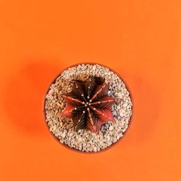 Gymnocalycium Mihanovichii 4,5 cm Koleksiyonluk Özel Tür Kaktüs