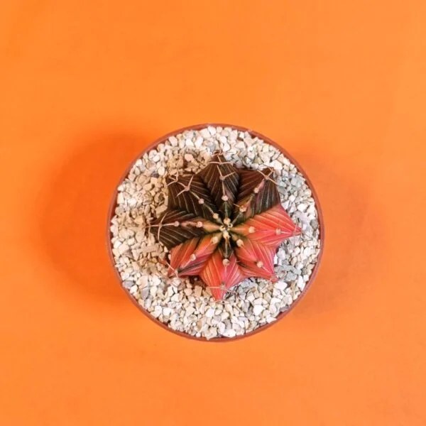 Gymnocalycium Mihanovichii 4,5 cm Koleksiyonluk Özel Tür Kaktüs