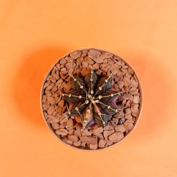 Gymnocalycium Mihanovichii 4,5 cm Koleksiyonluk Özel Tür Kaktüs