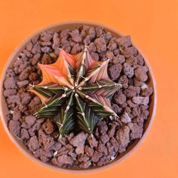 Gymnocalycium Mihanovichii 4,5 cm Koleksiyonluk Özel Tür Kaktüs
