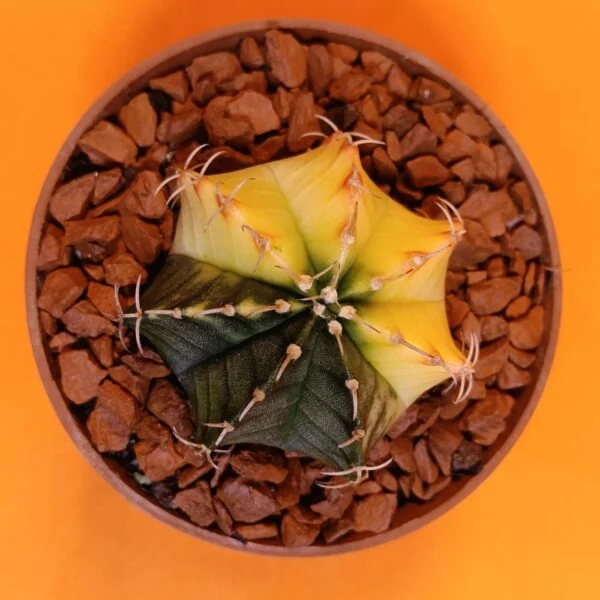 Gymnocalycium Mihanovichii 4,5 cm Koleksiyonluk Özel Tür Kaktüs
